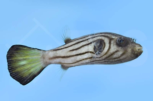 m11016_Gestreifter-Kugelfisch_Arothron-manilensis_00