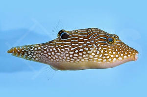 m11017_Perlen-Kugelfisch_Canthigaster-margaritata_00