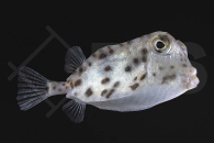 m11018_Kurzschnaeutziger-Kofferfisch_Rhynchostracion-nasus_00