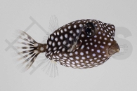 m11021_Ostracion-meleagris_Weisspunkt-Kofferfisch_01