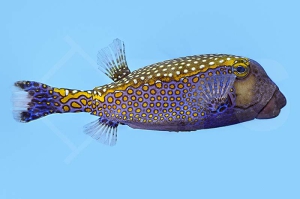 m11022_Weisspunkt-Kofferfisch_Ostracion-meleagris_m_00