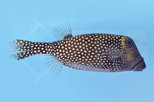 m11023_Weisspunkt-Kofferfisch_Ostracion-meleagris_w_00