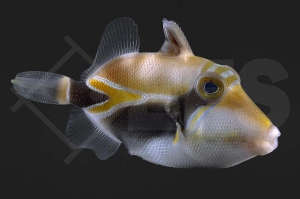 m11031_Rhinecanthus-rectangulus_Diamant-Picassodrueckerfisch_02