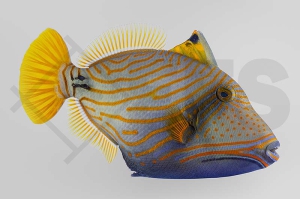 m11033_Balistapus-undulatus_Orangestreifen-Drueckerfisch_01