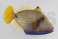 m11033_Balistapus-undulatus_Orangestreifen-Drueckerfisch_01