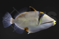 m11041_rhinecanthus_assasi_rotmeer_picassodruecker_01