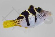 m11048_Paraluteres-prionurus_Schwarzsattel-Feilenfisch_01