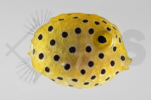 m11055_Ostracion-cubicus_Gewoehnlicher-Kofferfisch_01