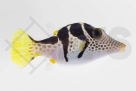 m11059_Canthigaster-valentini_Sattel-Spitzkopfkugelfisch_01