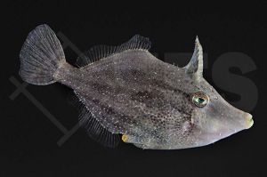 m11061_monocanthus_ciliatus_Gesaeumter-Feilenfisch_01