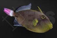 m11068_melichthys_vidua_rotschwanz_drueckerfisch_01