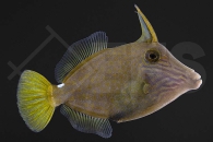 m11069_Cantherhines-pardalis_Netz-Feilenfisch_01