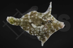 m11073_Acreichthys-tomentosus_Seegras-Feilenfisch_NZ_01