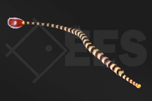 m11101_Dunckerocampus-dactyliophorus_Zebra-Seenadel_01