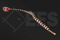 m11101_Dunckerocampus-dactyliophorus_Zebra-Seenadel_01