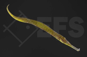 m11102_Syngnathoides-biaculeatus_Dreieckige-Seenadel_01