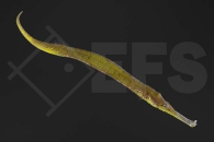 m11102_Syngnathoides-biaculeatus_Dreieckige-Seenadel_01