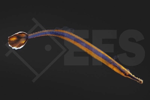 m11107_Doryrhamphus-excisus_Blaustreifen-Seenadel_01