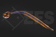 m11107_Doryrhamphus-excisus_Blaustreifen-Seenadel_01