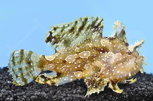 m11201_Sargassum-Anglerfisch_Histrio-histrio_000