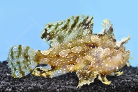 m11201_Sargassum-Anglerfisch_Histrio-histrio_000