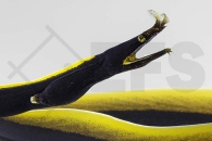 m11205_Rhinomuraena-quaesita_Nasen-Muraene_01