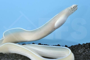 m11207_Geisterband-Muraene_Stopidhon-brummeri_00