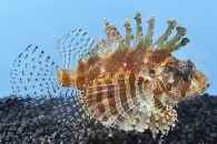 m11209_Kurzflossen-Zwergfeuerfisch_Dendrochirus-Brachypterus_00