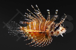 m11210_dendrochirus_zebra_zebra_zwergfeuerfisch_01