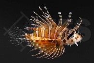 m11210_dendrochirus_zebra_zebra_zwergfeuerfisch_01