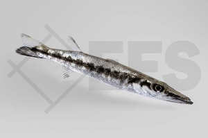 m11212_Sphyraena_barracuda_Grosser-Barrakuda_01