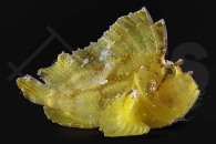 m11222_Taenianotus-triacanthus_Schaukelfisch_gelb_011