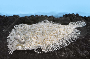 m11245_Panther-Flunder_Bothus-pantherinus_00