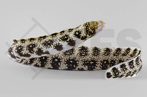 m11250_Echidna-nebulosa_Sternmuraene_01