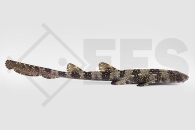m11254_Chiloscyllium-plagiosum_Weisspunkt-Bambushai_01