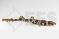 m11260_Chiloscyllium-plagiosum_Braungebaendeter-Bambushai_01