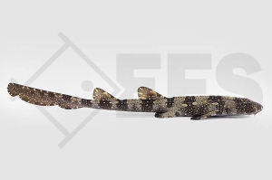 m11254_Chiloscyllium-plagiosum_Weisspunkt-Bambushai_01