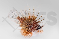 m11281_Pterois-antennata_Antennenfeuerfisch_01