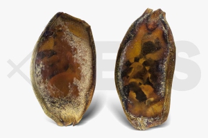 m11282_Chiloscyllium-punctatum_bambushaieier_01