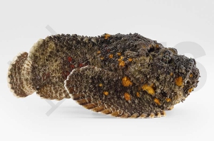 m11285_Synanceia-verrucosa_Echter-Steinfisch_01