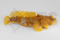 m11290_Opsanus-beta_Oranger-Kroetenfisch_01