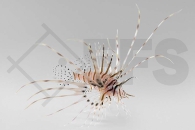 m11297_Pterois-volitans_Rotfeuerfisch_01