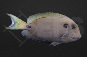 m12003_Acanthurus-tennentii_Kreisdorn-Doktor_01