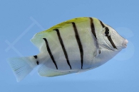 m12014_Acanthurus-triostegus_Straeflings-Doktorfisch_00