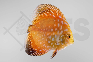 010276_Symphysodon-aequifasciatus_Diskus-Pigeon-Blood_01