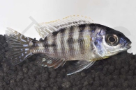 010508_Protomelas-fenestratus_01