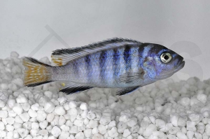 010509_Pseudotropheus-elongatus-mpanga_Mpanga-Schmalbarsch_01