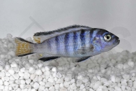 010509_Pseudotropheus-elongatus-mpanga_Mpanga-Schmalbarsch_01