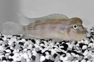 010511_Steatocranus-casuarius_Buckelkopfbuntbarsch_01