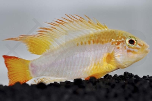 010517_Apistogramma-viejita_Schwarzkehl-Zwergbuntbarsch-gold_01